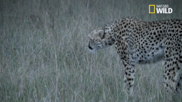 african cats big cat week GIF by Nat Geo Wild 