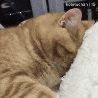 Sleepy Cat Dont Bug Me GIF