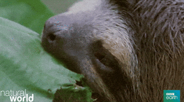 Hungry Natural World GIF by BBC Earth