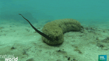 natural world netflix and chill GIF by BBC Earth