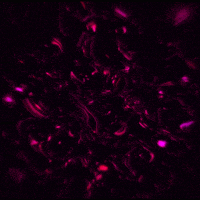 pink glow GIF by Erica Anderson