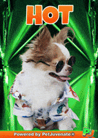 Hot Petjuvenate Muahh Fur Kid Hug GIF by PetJuvenate - PJ