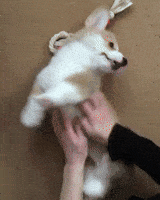 Time Puppy GIF by JustViral