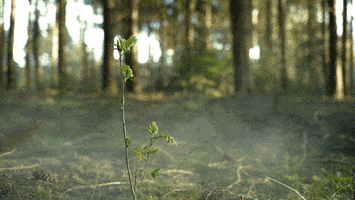 forest perfect loop GIF by Living Stills