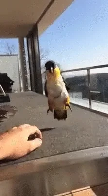 Excited Jump GIF