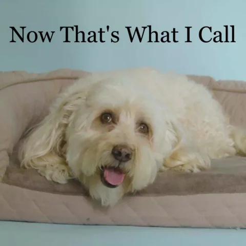 Good Boy Dog GIF