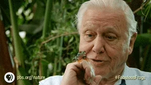 David Attenborough Pbs GIF