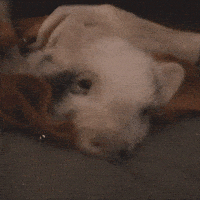 tired pig GIF