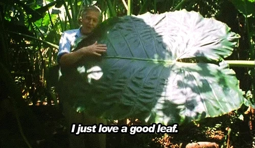 Happy David Attenborough GIF