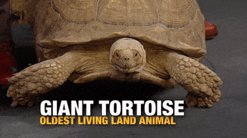 amazon pet GIF by Rachael Ray Show