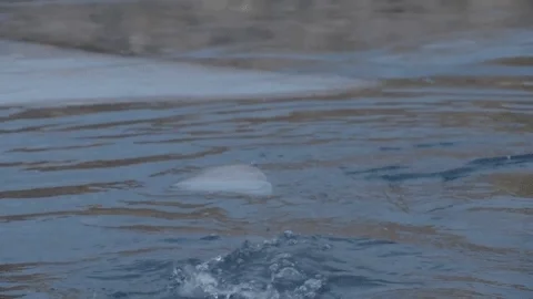 Special Forces Omg GIF