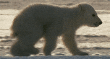 Polar Bear GIF