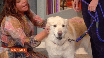 Dog Love GIF by Rachael Ray Show