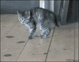 Cat Jumping GIF