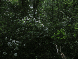 milky way flowers GIF by Trevor Anderson