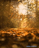 🍁 October 06 - 10: Weekly Update 