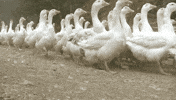Fellow Geese 🪿 — help me cook up a Skool idea?