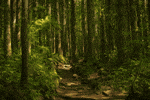 The Energy of the Forest 