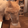 💧 What kind of water do you give your cat?