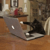 Come join the co-working sesh we are live!😼