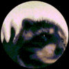 Gextron Demo Training ZOom link