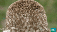 Natural World What GIF by BBC Earth