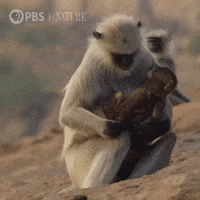 Mothers Day Baby GIF by Nature on PBS