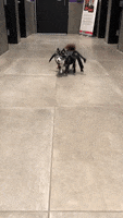 Spider Halloween Costume GIF by Nebraska Humane Society