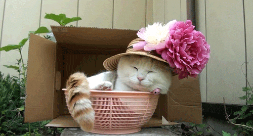 Giphy - Cat GIF