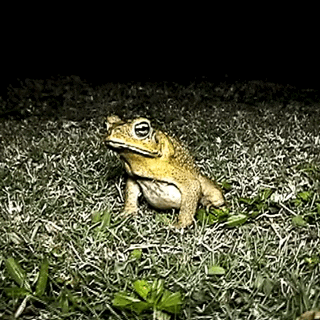Giphy - Frog Grass GIF by Vacation Forever