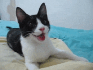 Giphy - Happy Cat GIF
