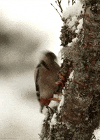 bird woodpecker GIF by Head Like an Orange