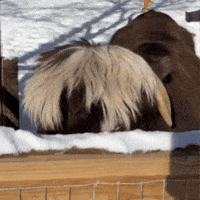 Highland Cow Hello GIF by John Ball Zoo