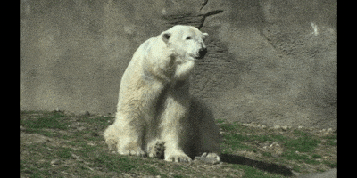 Polar Bear Wink GIF by DIIMSA Stock