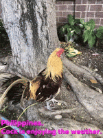 Wings Philippines GIF by world-weather.ru