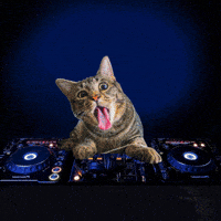 Social Media Cat GIF by Pizza Hut