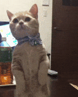 cat GIF