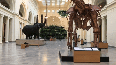 Field Museum Of Natural History GIFs - Find & Share on GIPHY
