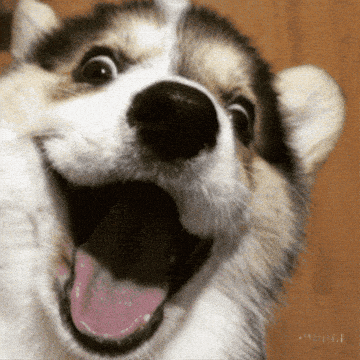 giphy-downsized-medium.gif