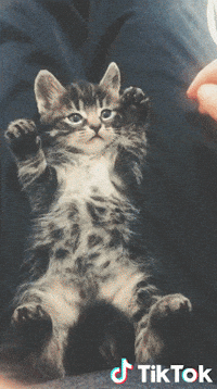 Chaton GIFs - Find & Share on GIPHY