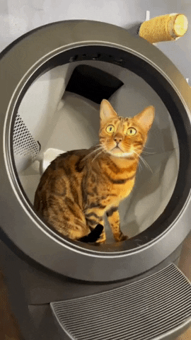 Cat In Litter Box GIFs - Find & Share on GIPHY