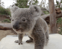 koala gif