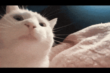 giphy-downsized.gif