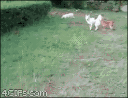 Animal Fall GIFs - Find & Share on GIPHY, حجم الصورة 265x202