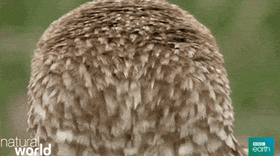 Head Turn Animation GIFs - Find & Share on GIPHY