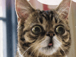 lil bub cat GIF