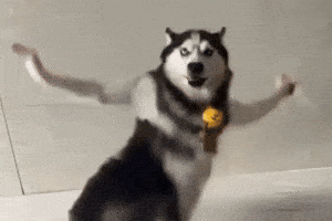Husky Dog GIF