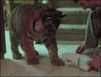 Aww GIF