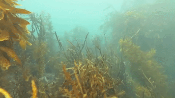 Extraordinary Video Shows Rock Lobsters Aggregating Off New Zealand Coast