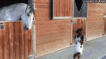 GIF by Random Goat